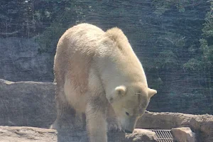 Polar Bear Plunge image