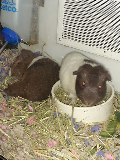 Pet Supply Store «Petco Animal Supplies», reviews and photos, 188 Kitts Ln, Newington, CT 06111, USA