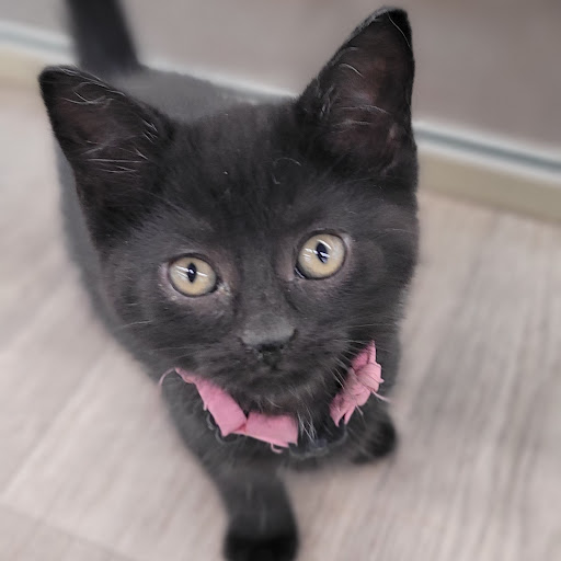 Pet Store «PV Pets», reviews and photos, 233 S Broadway, Pennsville, NJ 08070, USA