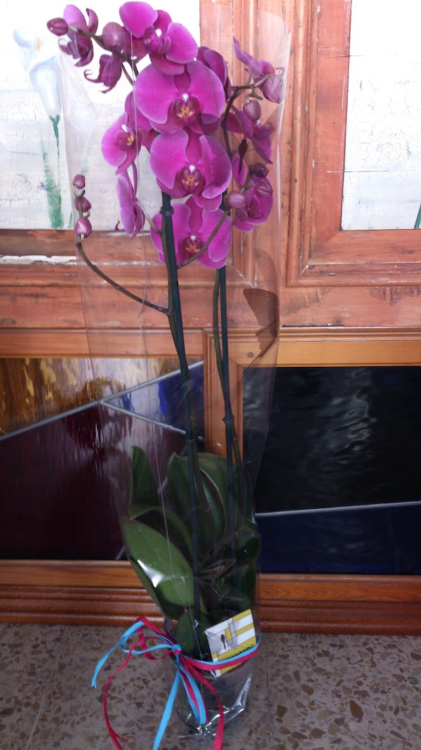 Imagen de Jramon Serna Floristas (12 de 16)