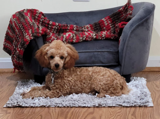 Pet Supply Store «PetSmart», reviews and photos, 4500 Mitchellville Rd, Bowie, MD 20716, USA