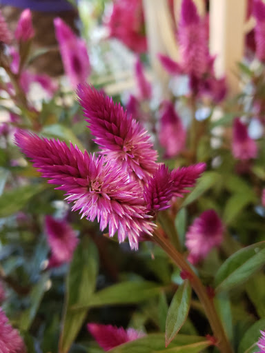 Florist «Treasures Remembered Florist», reviews and photos, 600 W Locust St, Princeton, KY 42445, USA