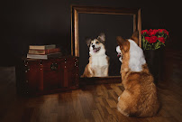Michele Weir Photography - Photo 8 - Car repair in Des Moines, WA, Kent