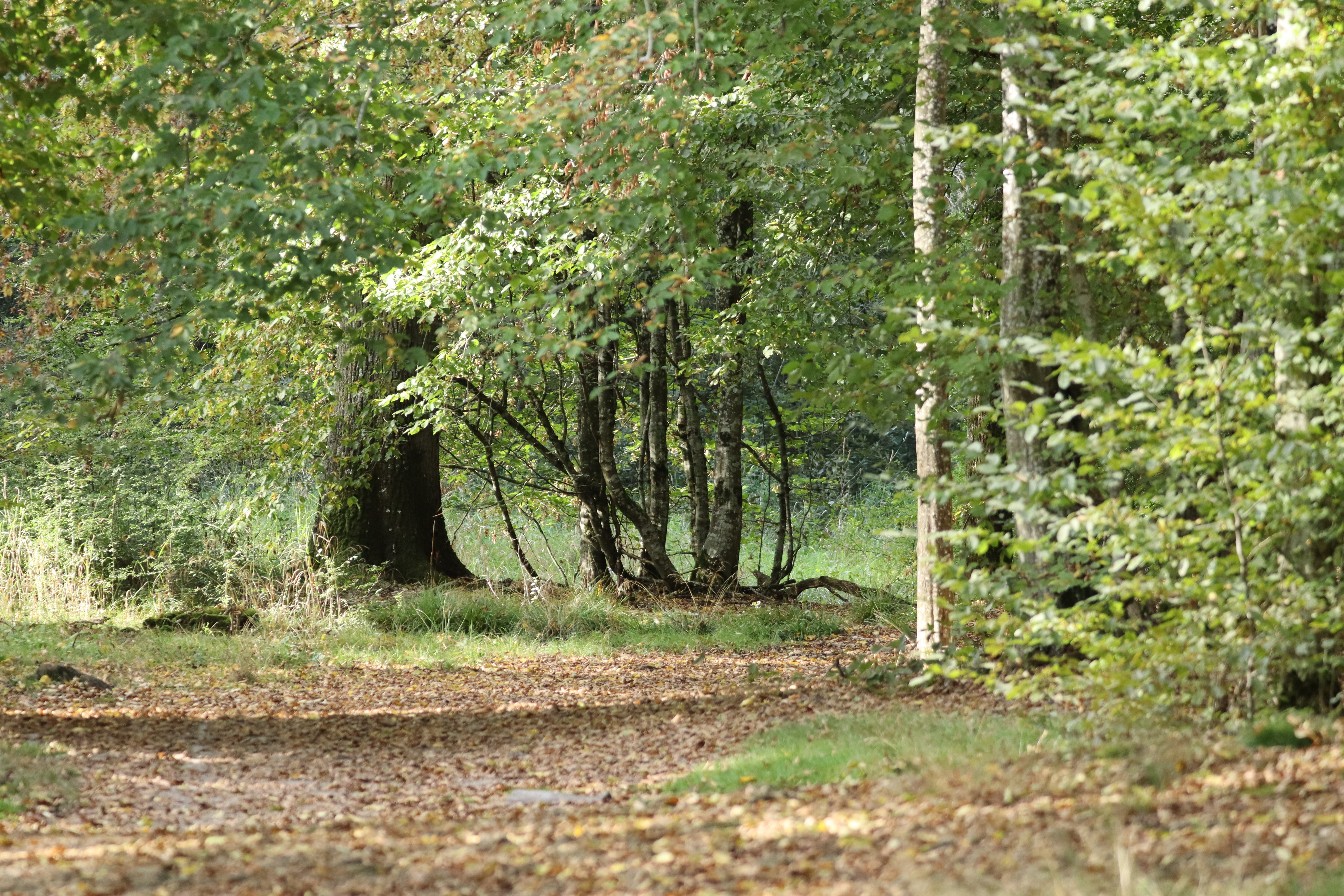 Photo n° 1 de l'avis de Karibou.o fait le 25/09/2023 à 15:21