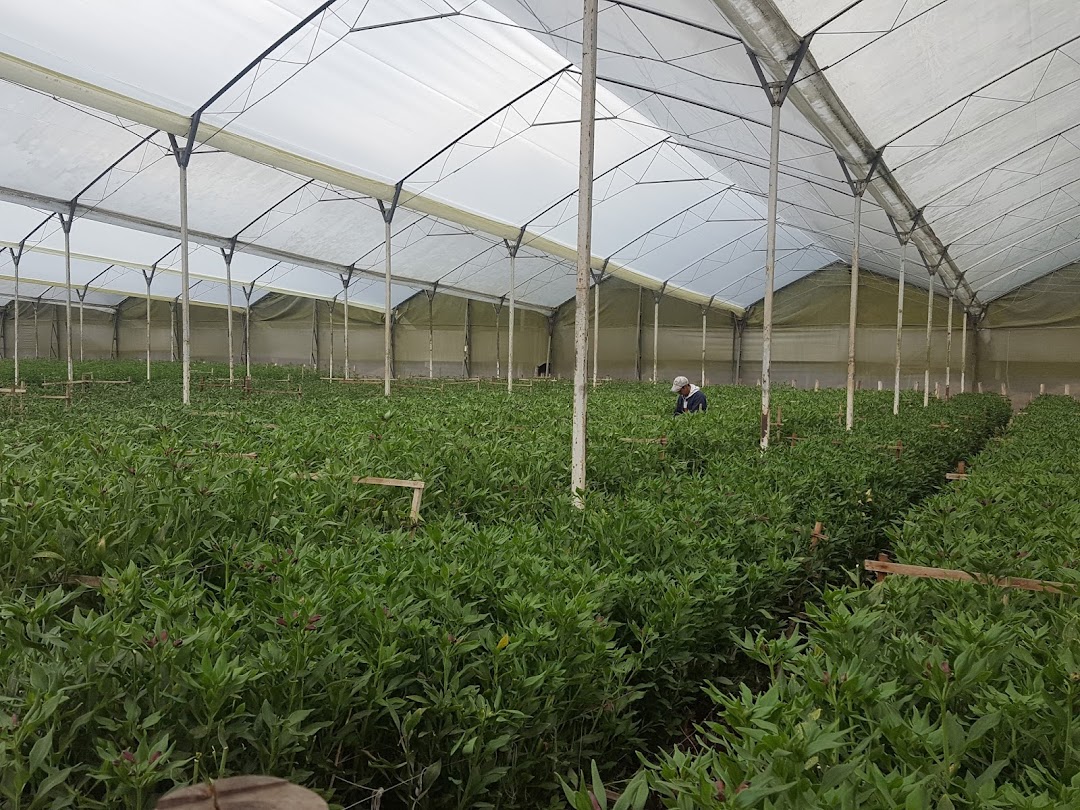 Finca Daflor 1 Alstroemeria