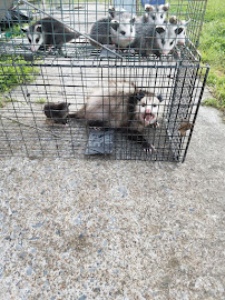 Wildlife Removal Montgomery - Photo 2 - Car repair in Montgomery, AL, Montgomery