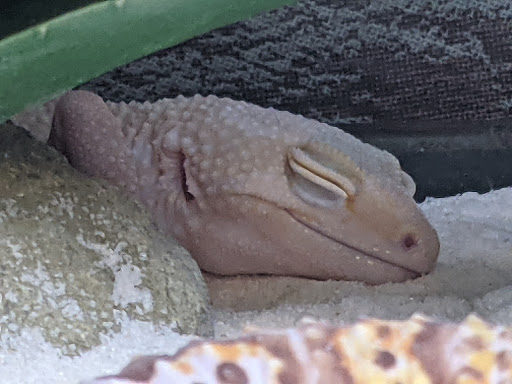 Pet Supply Store «Petco Animal Supplies», reviews and photos, 4915 E 41st St C, Tulsa, OK 74135, USA