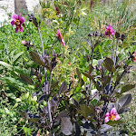 Photo n° 4 de l'avis de jean-paul.e fait le 15/07/2022 à 16:39 pour Jardin De Curé de Chédigny à Chédigny