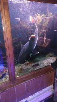 The Fish Place - Photo 5 - Car repair in North Tonawanda, NY, Buffalo