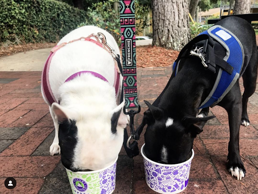 Frozen Yogurt Shop «Yogurt Mountain», reviews and photos, 1801 W Tennessee St #2, Tallahassee, FL 32304, USA