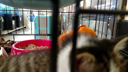 Pet Supply Store «PetSmart», reviews and photos, 8287 W Golf Rd, Niles, IL 60714, USA