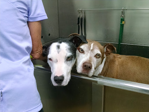 Pet Store «Pet Planet Ridgeview», reviews and photos, 2910 N Power Rd #103, Mesa, AZ 85215, USA