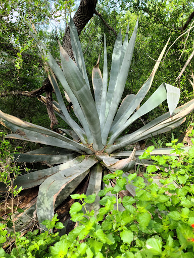 Park «Hugh Ramsey Nature Park», reviews and photos, 1000 TX-499 Loop, Harlingen, TX 78550, USA