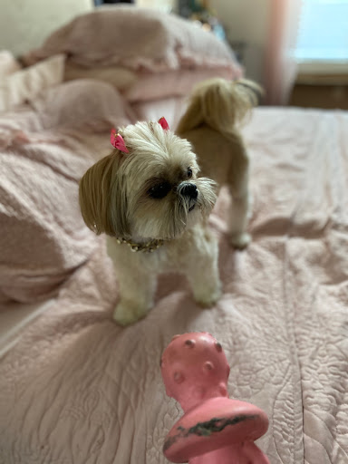 Pet Supply Store «Adogable PET SERVICES», reviews and photos, 4884 Sun City Center Blvd, Sun City Center, FL 33573, USA