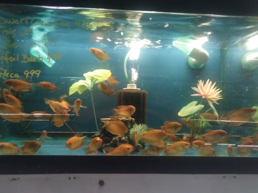 Pet Store «Fish Bowl Aquarium & Pet Mart», reviews and photos, 425 Pleasant St # 21, Fall River, MA 02721, USA