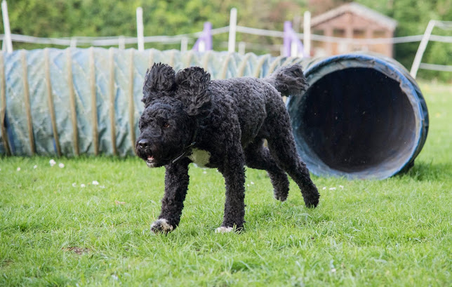 Drayton Parslow Dog Daycare and Agility Training - Milton Keynes