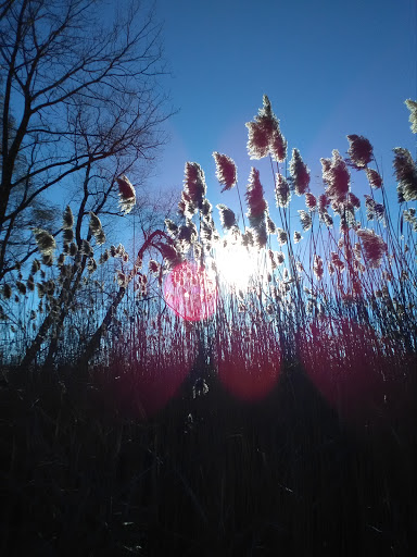 Nature Preserve «Oakhurst Forest Preserve», reviews and photos, 1680 5th Ave, Aurora, IL 60504, USA