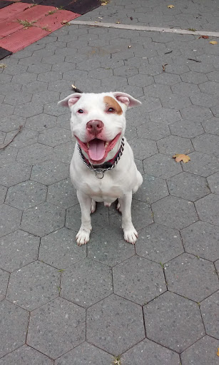 Pet Supply Store «I Love My Pet Food and Supplies», reviews and photos, 899 Nostrand Ave, Brooklyn, NY 11225, USA