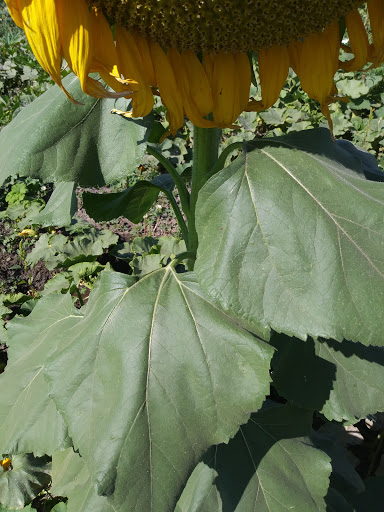 Haunted House «Hee Haw Farms & Corn Maze», reviews and photos, 150 S 2000 W, Lindon, UT 84042, USA
