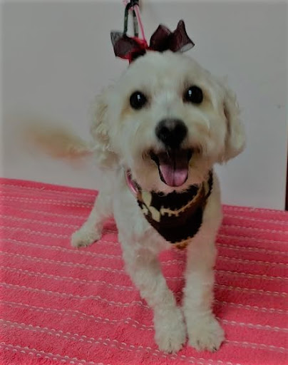 Pet Groomer «A Klassy Lassie, LLC», reviews and photos, 30 Old Jackson Rd, McDonough, GA 30252, USA