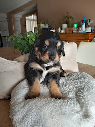 Photo n°1 de Les 4 Pattes de la Sarre à Bettborn ()