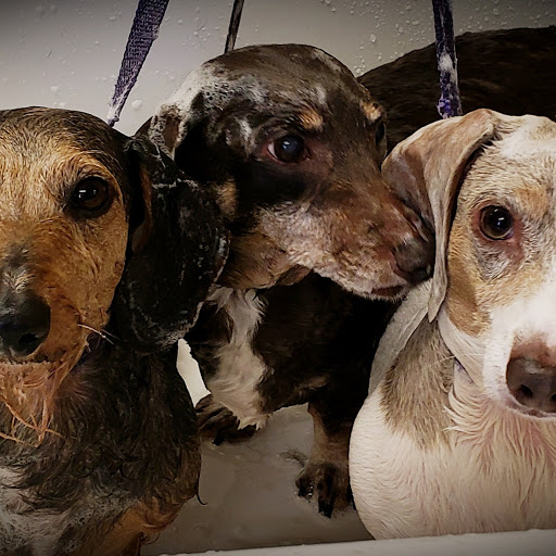 Your Pets Dog & Cat Grooming