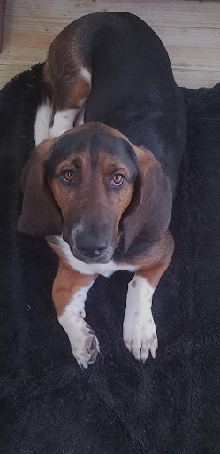 Deepwoods Veterinary Services