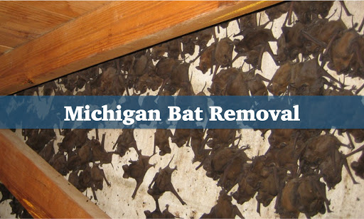 Michigan Bat Removal