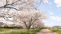 さくら公園