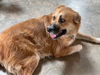 Lola Bell's Pet Facility - Photo 7 - Car repair in Mobile, AL, Mobile