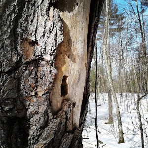 Bartell Trail Head - photo 19