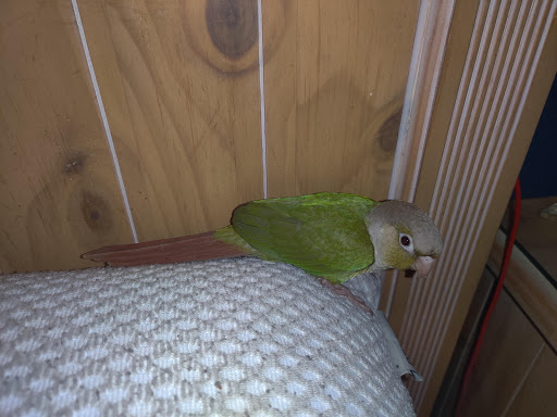 Pet Store «The Amazon Pet Store», reviews and photos, 2936 Del Prado Blvd, Cape Coral, FL 33904, USA