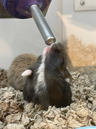 Pet Supply Store «Petco Animal Supplies», reviews and photos, 5994 Montana Ave, El Paso, TX 79925, USA