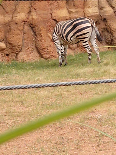 Zoo «Zoo Atlanta», reviews and photos, 800 Cherokee Ave SE, Atlanta, GA 30315, USA