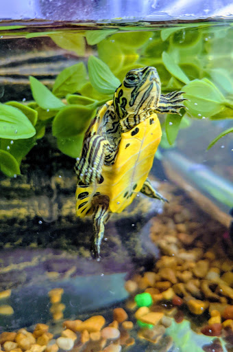 Pet Store «Species Pet Supply», reviews and photos, 1935 W Brandon Blvd, Brandon, FL 33511, USA