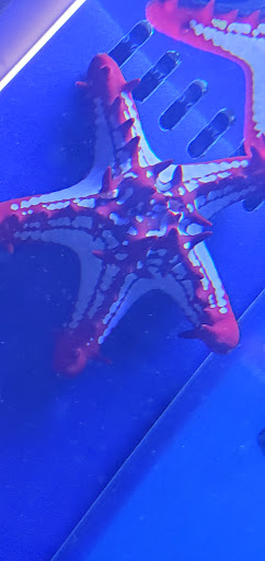 Tropical Fish Store «Aquarium Artisans», reviews and photos, 8005 Plainfield Rd #11, Cincinnati, OH 45236, USA