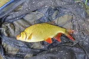 White Acres Fisheries image