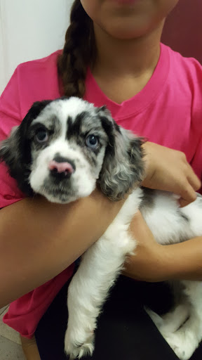 Pet Store «Petland Las Vegas», reviews and photos, 8800 W Charleston Blvd #3, Las Vegas, NV 89145, USA