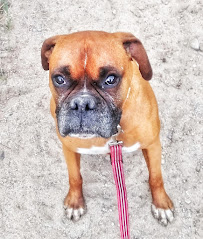 Pawsibilities Unleashed - Photo 5 - Car repair in , West Valley City