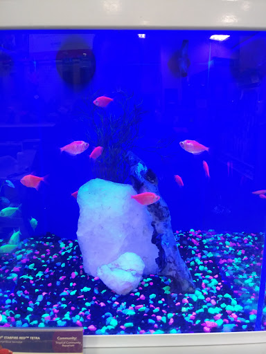 Pet Supply Store «PetSmart», reviews and photos, 3260 Stockton Hill Rd, Kingman, AZ 86409, USA