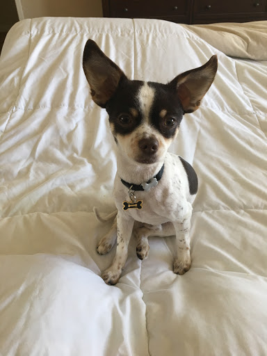 Pet Groomer «Clip N Clean Pet Grooming & Supplies», reviews and photos, 3498 Clayton Rd, Concord, CA 94519, USA