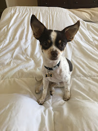 Clip N Clean Pet Grooming & Supplies - Photo 6 - Car repair in Concord, CA, Concord