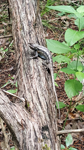 Country Club «River Place Country Club», reviews and photos, 4207 River Pl Blvd, Austin, TX 78730, USA