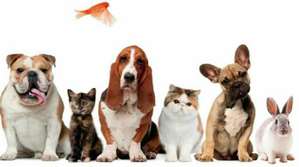 Entre Perros Y Gatos Clínica Veterinaria