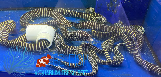 Tropical Fish Store «BB Fish and Pets», reviews and photos, 9226 Cypress Creek Pkwy, Houston, TX 77064, USA