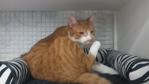 Pet Supply Store «Petco Animal Supplies», reviews and photos, 3246 N John Young Pkwy, Kissimmee, FL 34741, USA