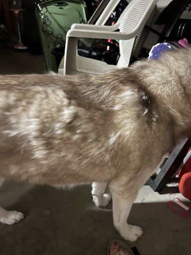 Pet Supply Store «PetSmart», reviews and photos, 1846 Wentzville Pkwy, Wentzville, MO 63385, USA