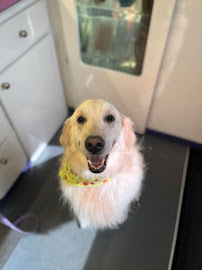 Squeaky Clean Grooming - Photo 3 - Car repair in , Orlando