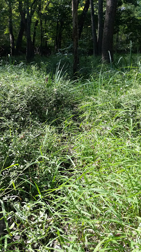 Nature Preserve «Harms Woods», reviews and photos, Harms Rd, Glenview, IL 60025, USA