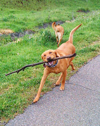 Bow Wow Ventures - Photo 2 - Car repair in San Leandro, CA, Hayward